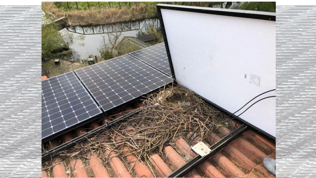 Bird protection for solar panels