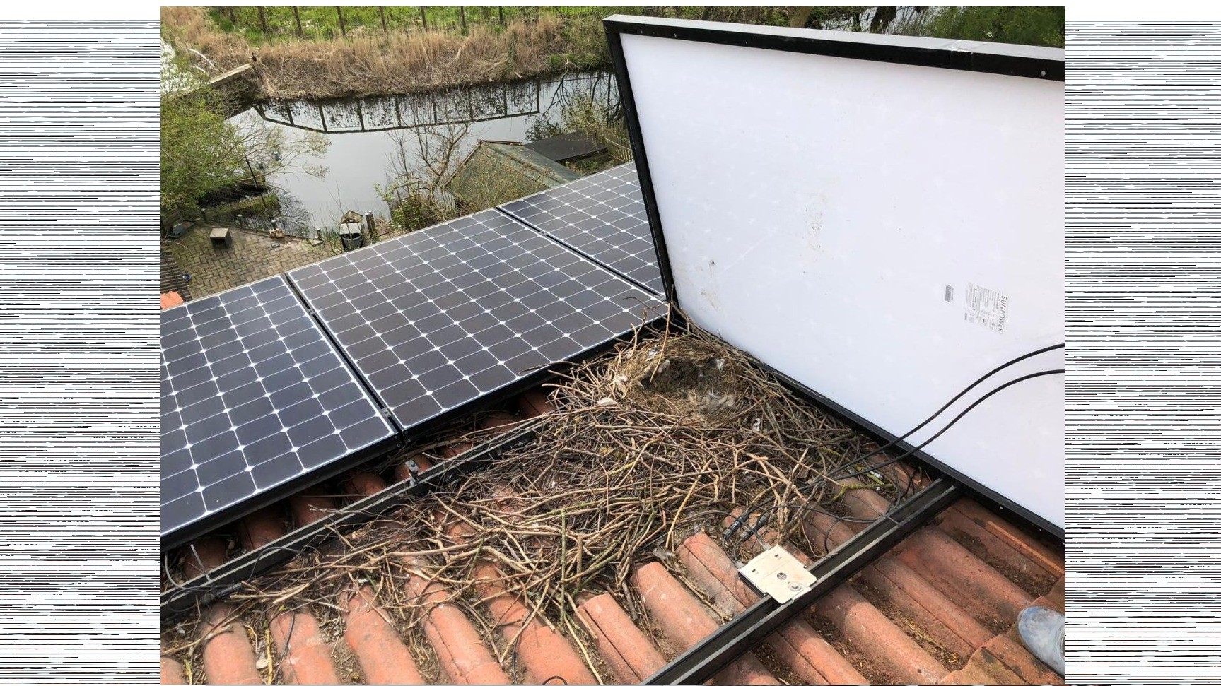 Bird protection for solar panels