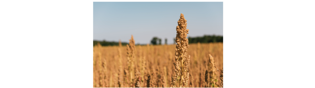 Danish Quinoa Group