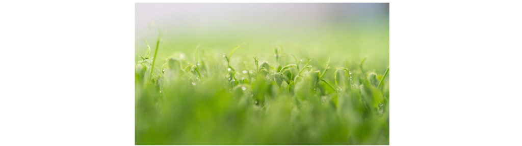 Micro Greens Danmark