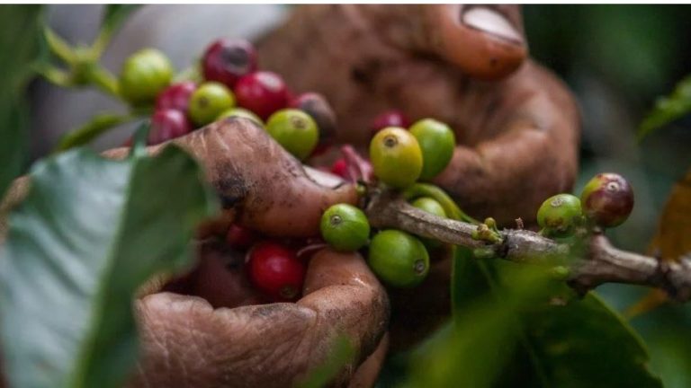 Nestlé rankas högst för hållbarhetsarbete i kaffesektorn