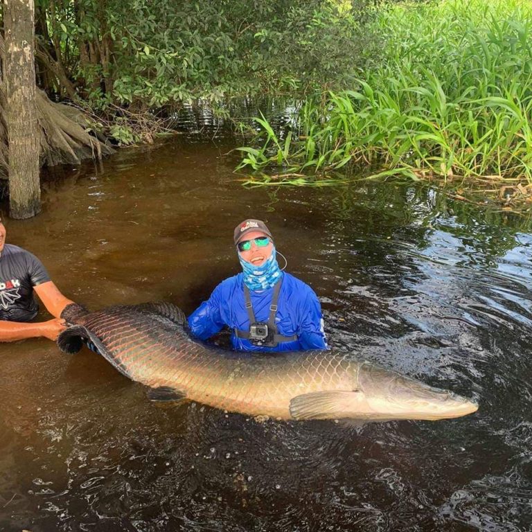 Olof Arapaima