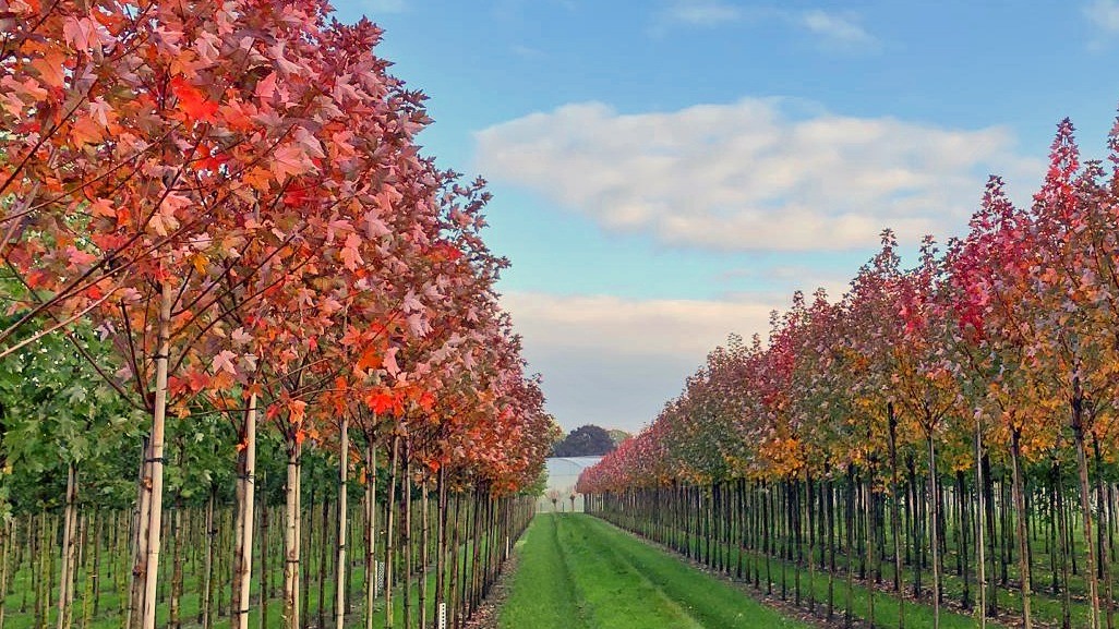 Acer rubrum REDPOINTE