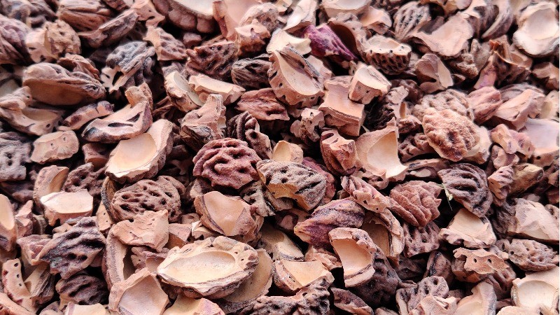 Perziksteen Shell (gekneusd)