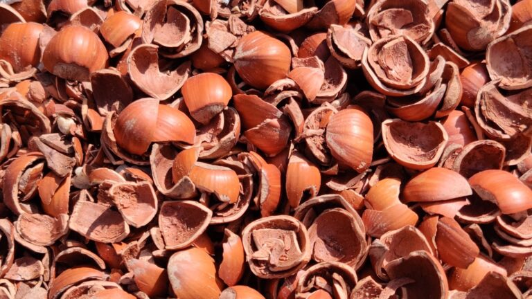 Hazelnoot