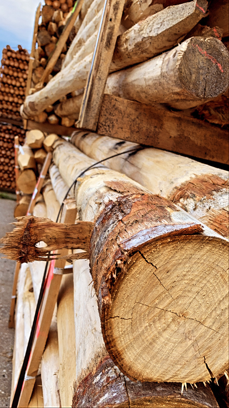 Kastanje palen, rond, geschild