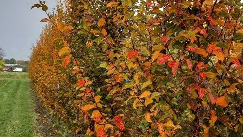 Carpinus betulus ‘Orange Retz’