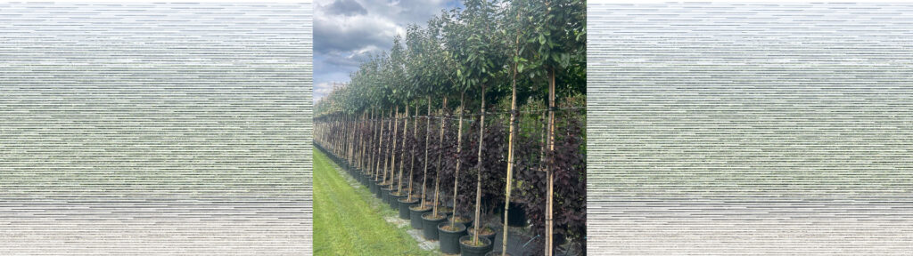 Bomenbezorgd to business B.v