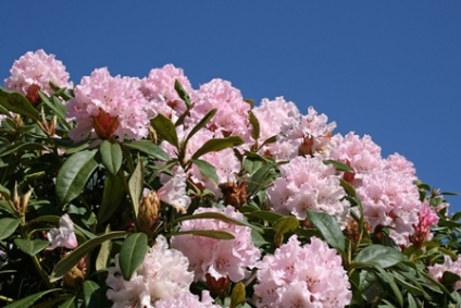Rhododendron