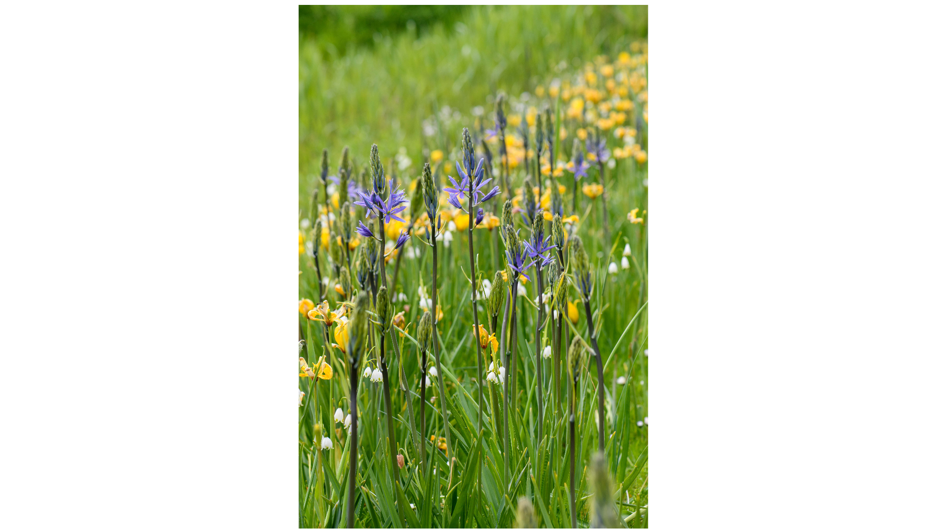 Lubbe Lisse – Biodiversität und Farbe für wasserempfindliche Bereiche