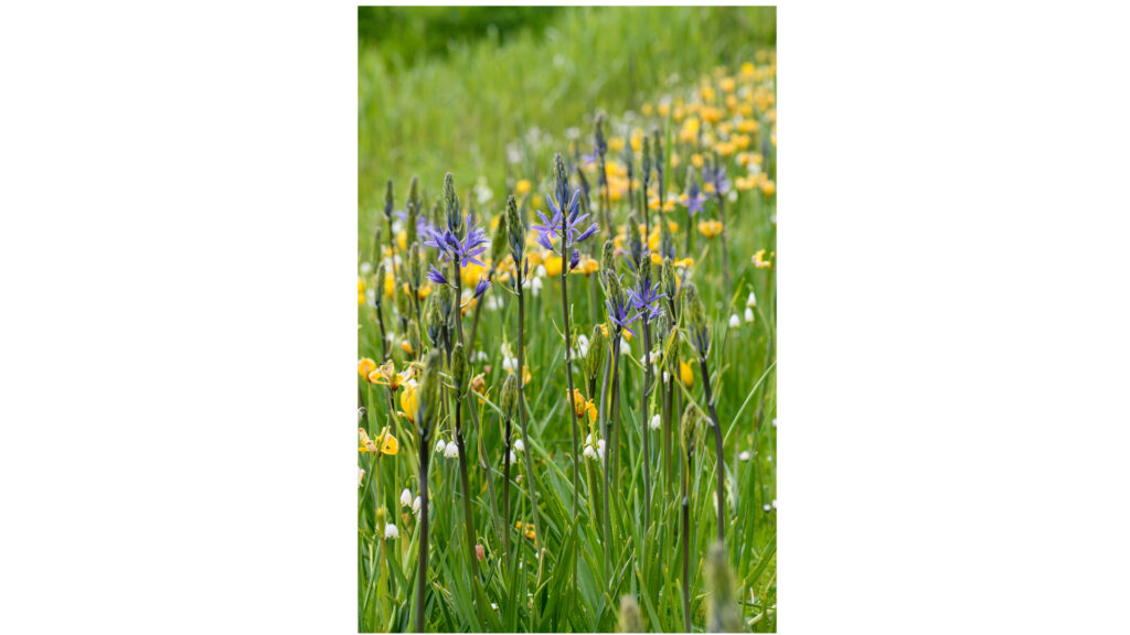 Lubbe Lisse – Biodiversiteit en kleur voor watergevoelige zones