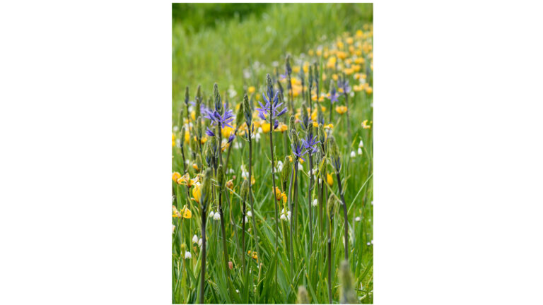 Lubbe Lisse – Biodiversiteit en kleur voor watergevoelige zones