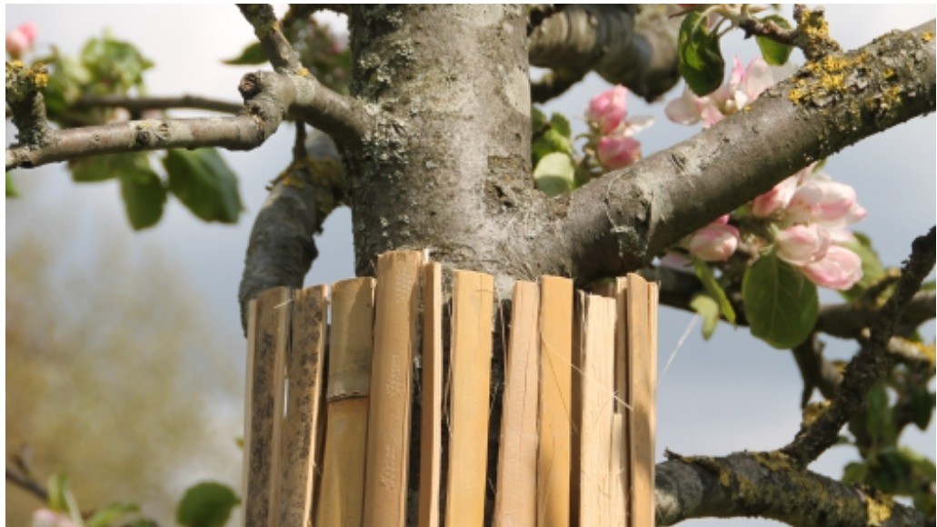 Bamboe stambeschermer