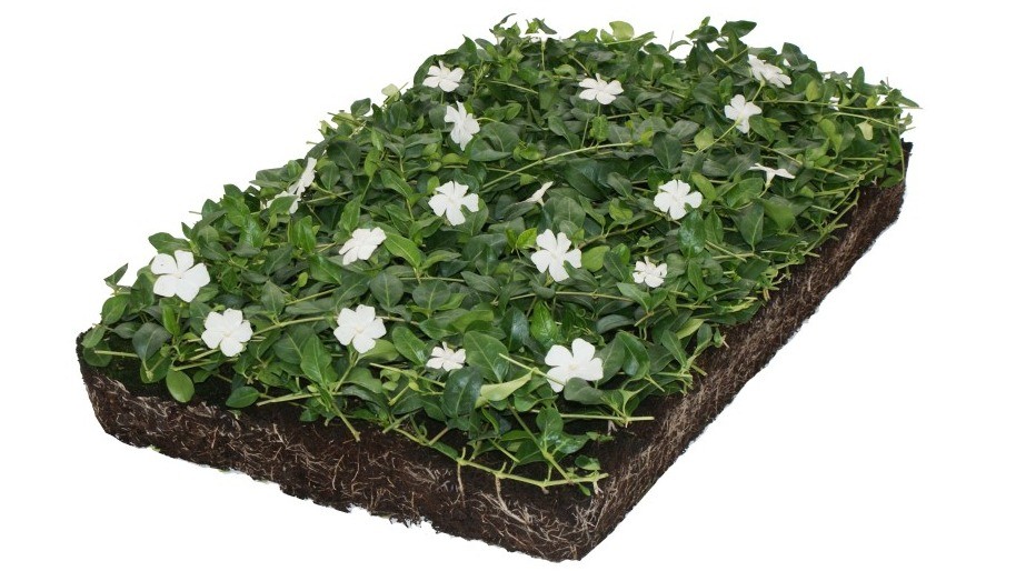 Covergreen&reg; Vinca minor &lsquo;Alba&rsquo;