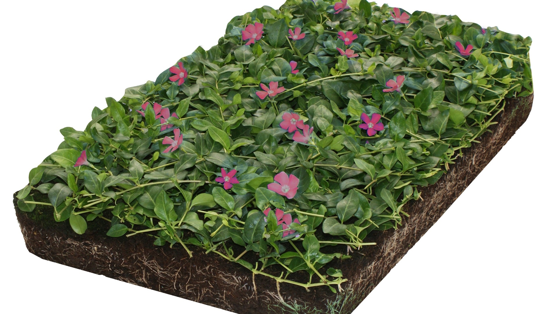 Covergreen&reg; Vinca minor &lsquo;Atropurpurea&rsquo;