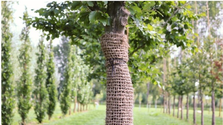 Stammschutz aus Kokos