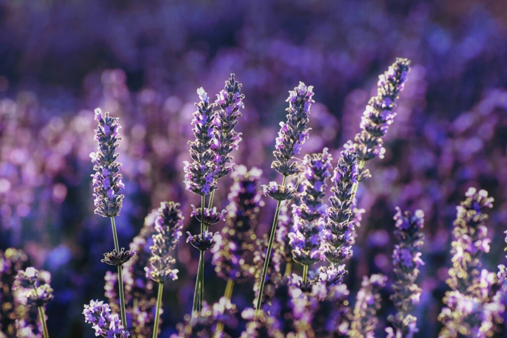 lavendel