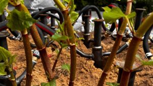 Bestrijding Japanse Duizendknoop met heet water