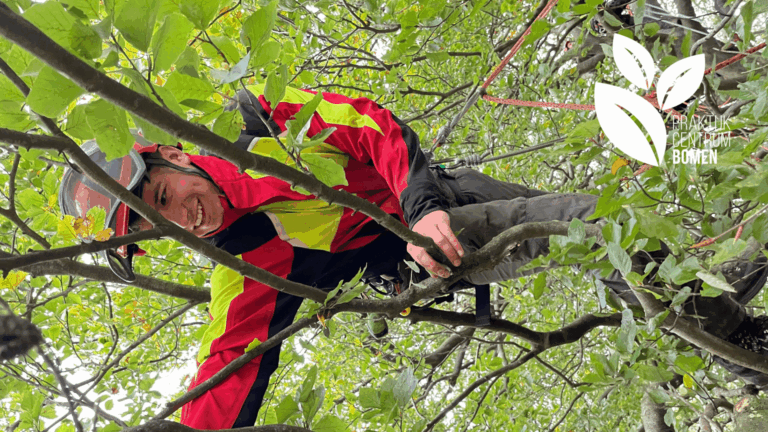 Opleiding: European Treeworker (ETW)