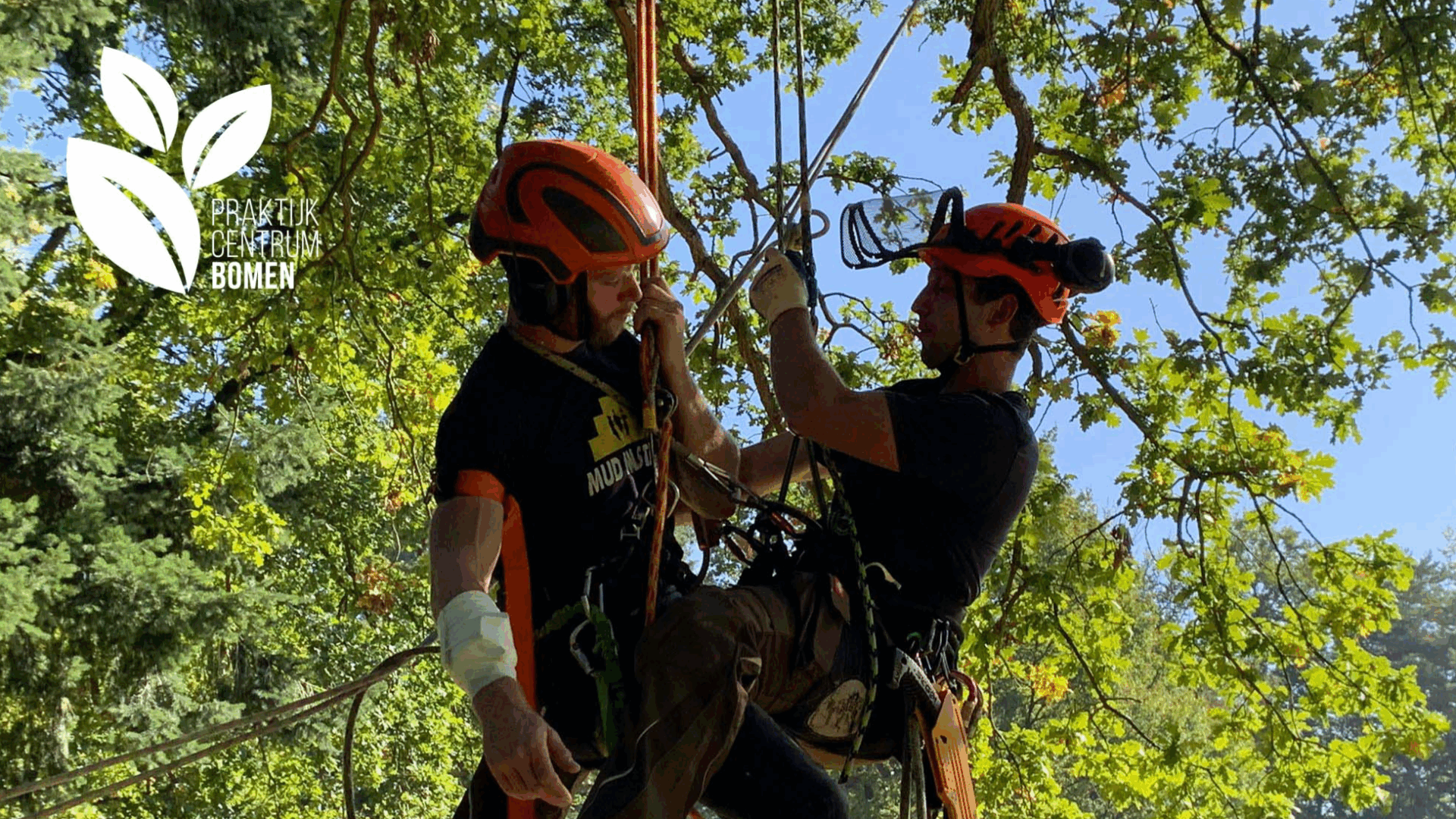 Training: Basistraining BHV voor Boomverzorgers