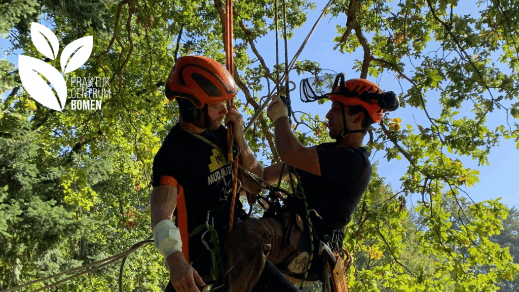 Training: Basistraining BHV voor Boomverzorgers