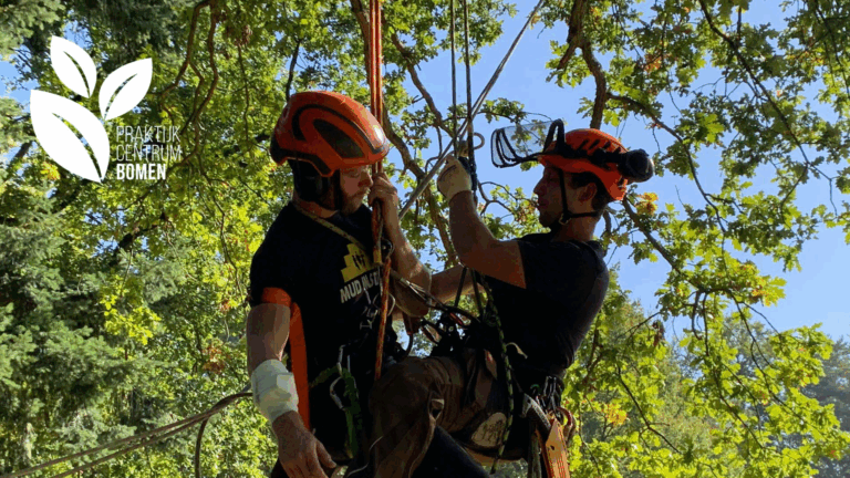 Training: Basistraining BHV voor Boomverzorgers