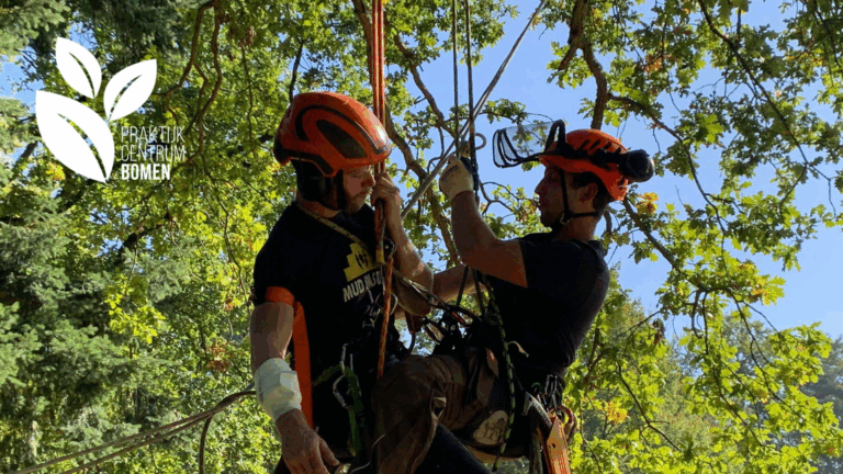 Training: Herhaling BHV voor Boomverzorgers