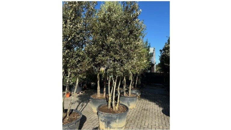 Quercus ilex – Steineiche Mehrstamm – Höhe exkl. Topf 300/350cm