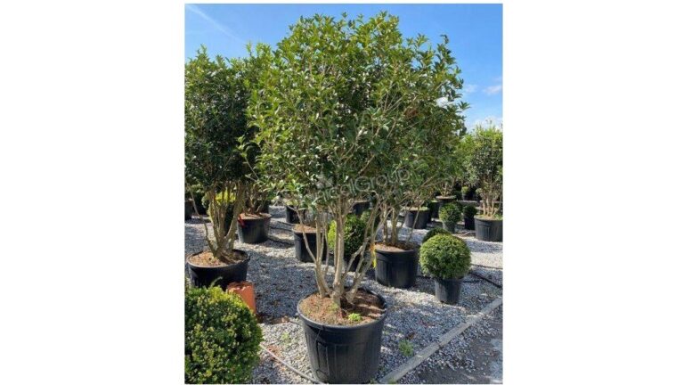 Osmanthus heterophyllus Meerstammig met paraplukroon hoogte 175/200cm excl. pot