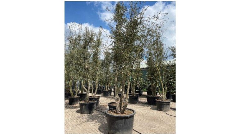 Quercus suber – Kurkeik Meerstammig hoogte 400/450cm excl. pot – Potmaat 350 liter