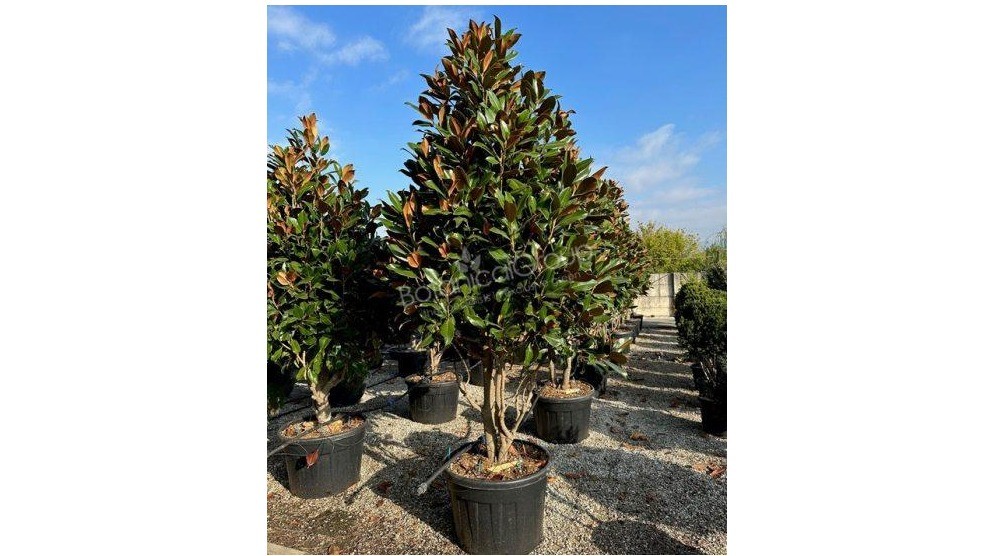 Magnolia grandiflora ‘Gallisoniensis’ Meerstammig met paraplukroon hoogte 250/300cm excl. pot