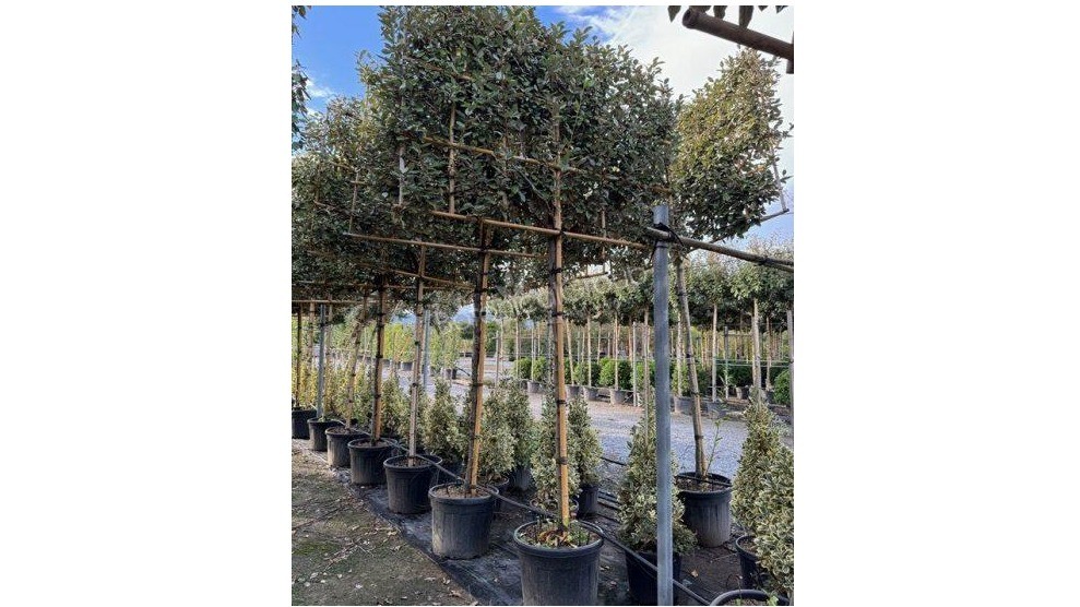 Elaeagnus ebbingei Leiboom 10/12cm stamomtrek – Afmetingen rek (bxh) 180x130cm – Stamhoogte 200cm