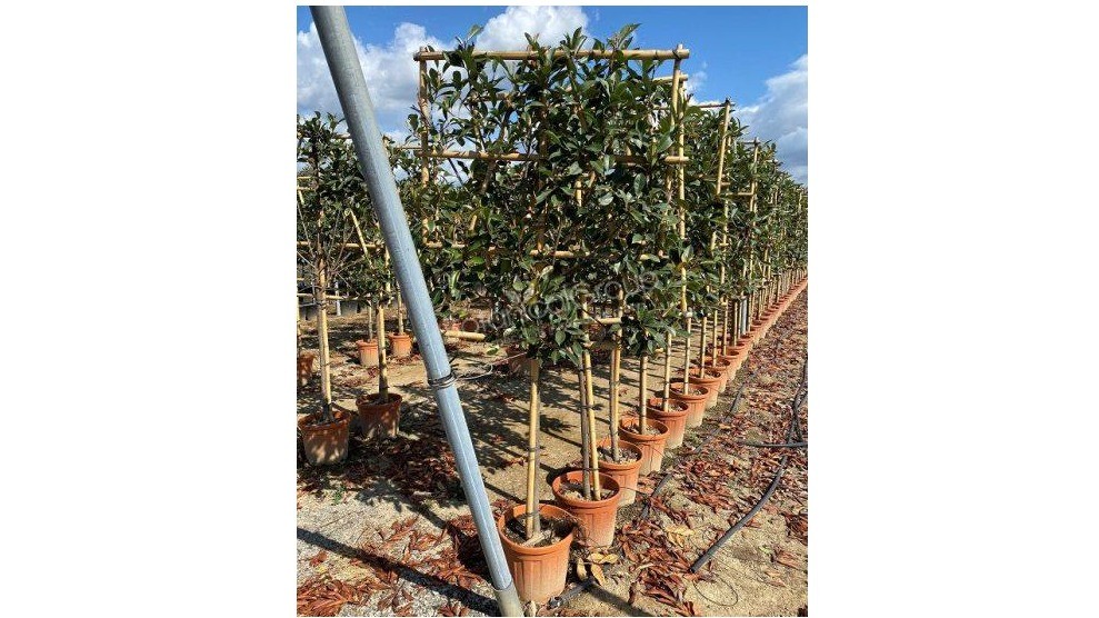 Photinia fraseri ‘Red Robin’ – Glanzmispel Halbstamm Spalier 10/12cm Stammumfang – Abmessungen Spalier (bxh) 100x120cm – Stammhöhe 100cm