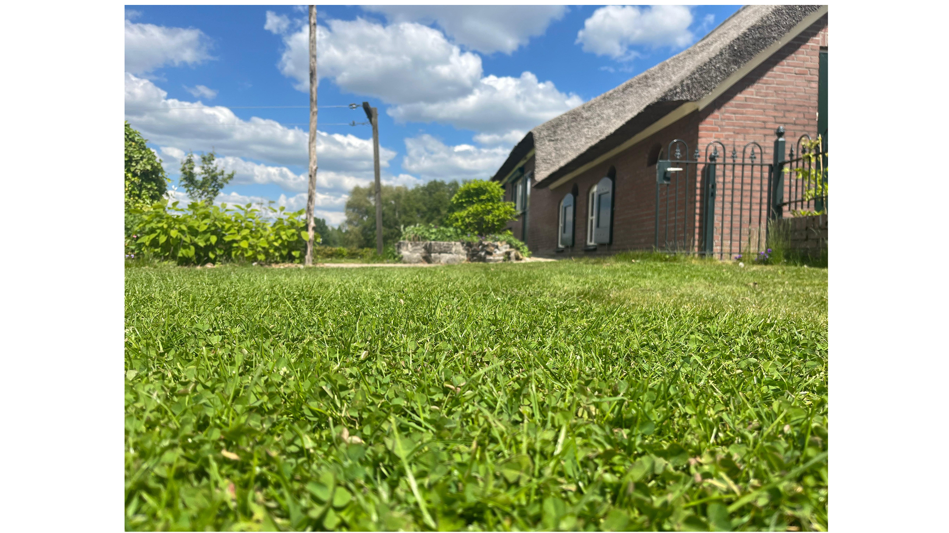 EUROGRASS Trifolino grasmengsel met microklaver