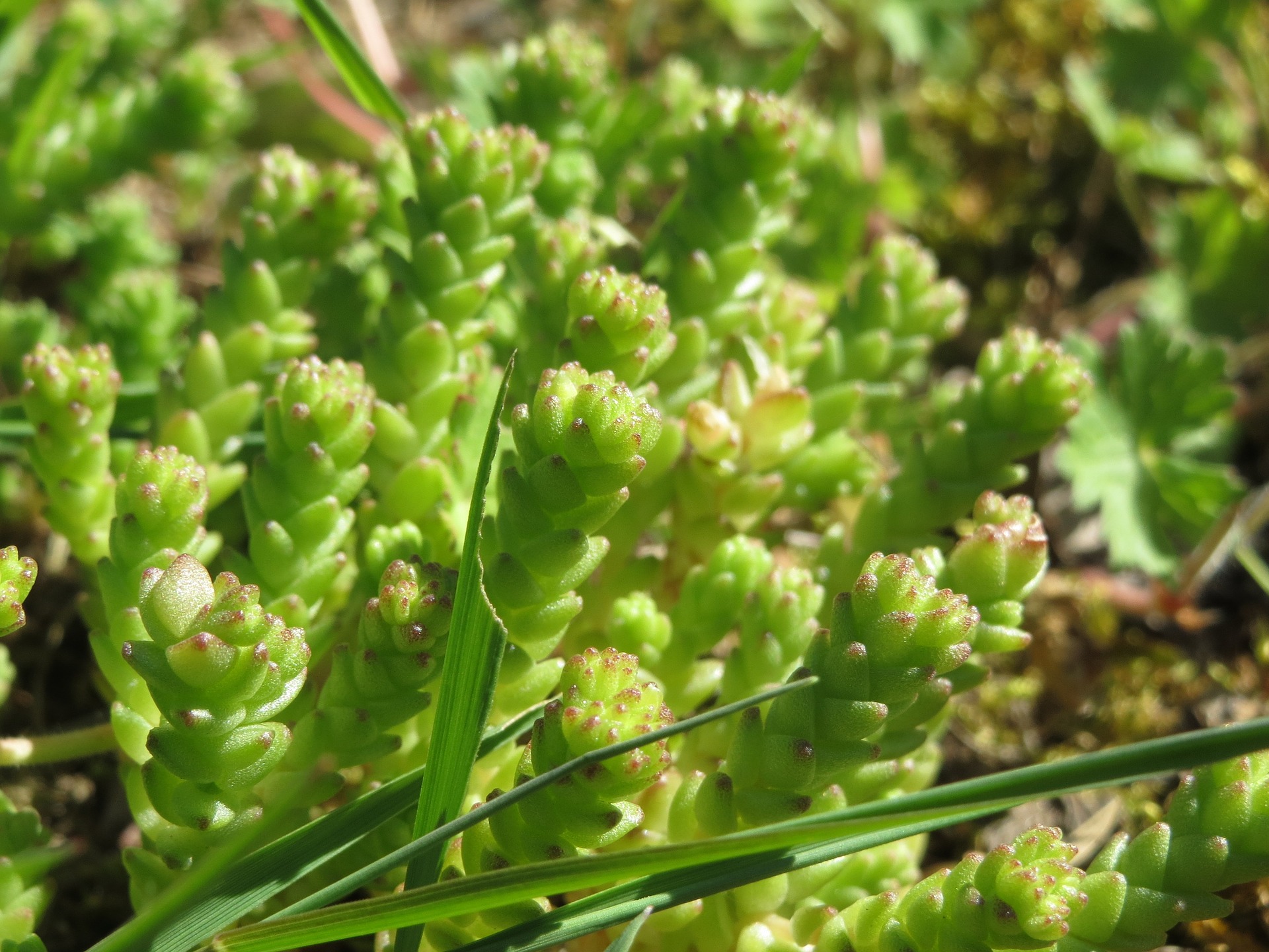 Greenroof sedum mix (meststof)