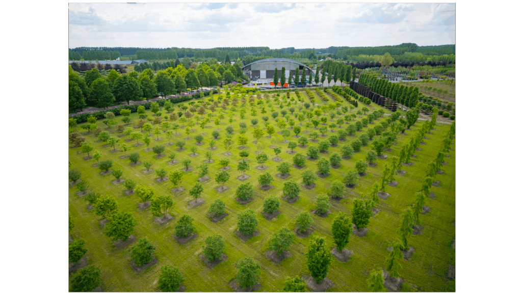 Specialist in medium tot zeer grote bomen en struiken