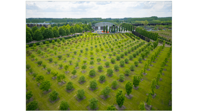 Specialist in medium tot zeer grote bomen en struiken