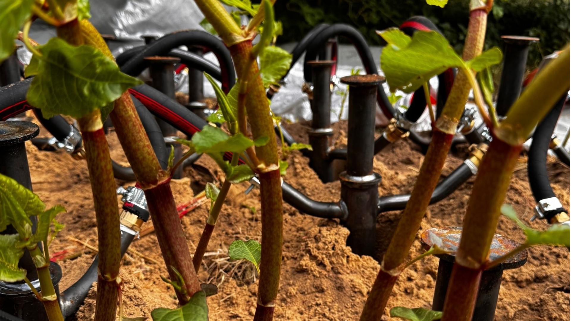 Onafhankelijk WUR-onderzoek naar de heetwatermethode van JDK Solution