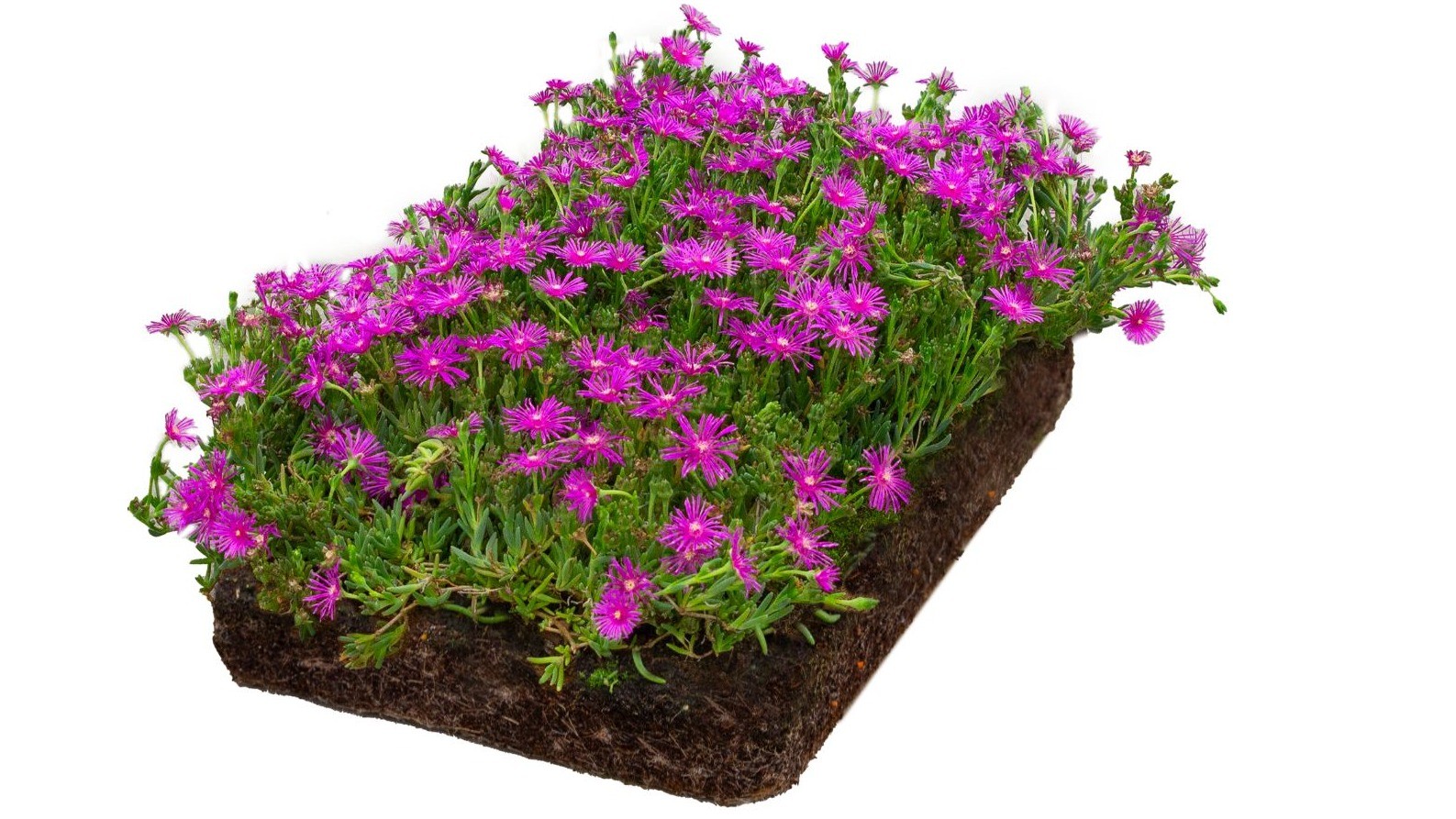 Covergreen&reg; Delosperma cooperi