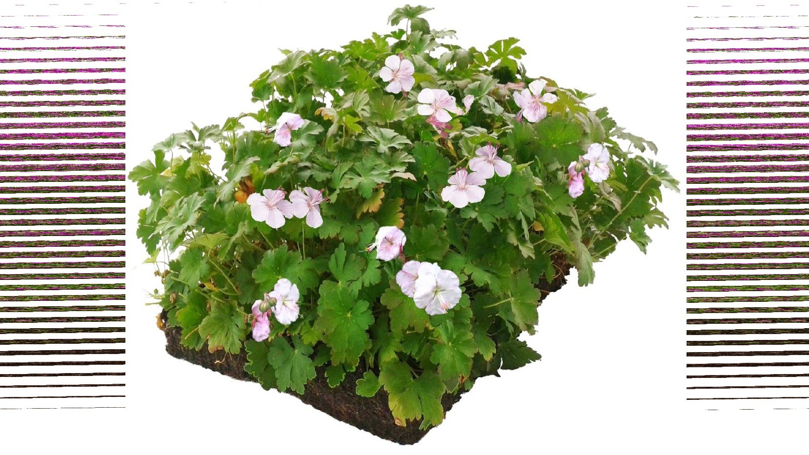 Covergreen&reg; Geranium