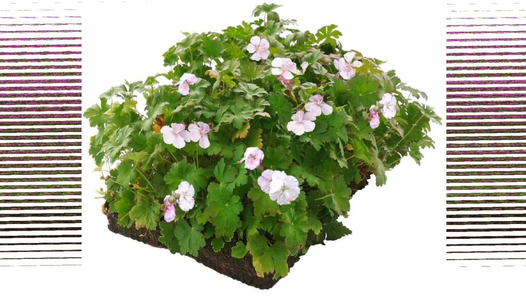 Covergreen® Geranium