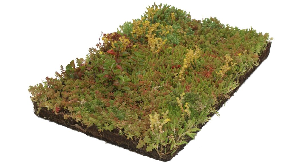Covergreen® Sedum
