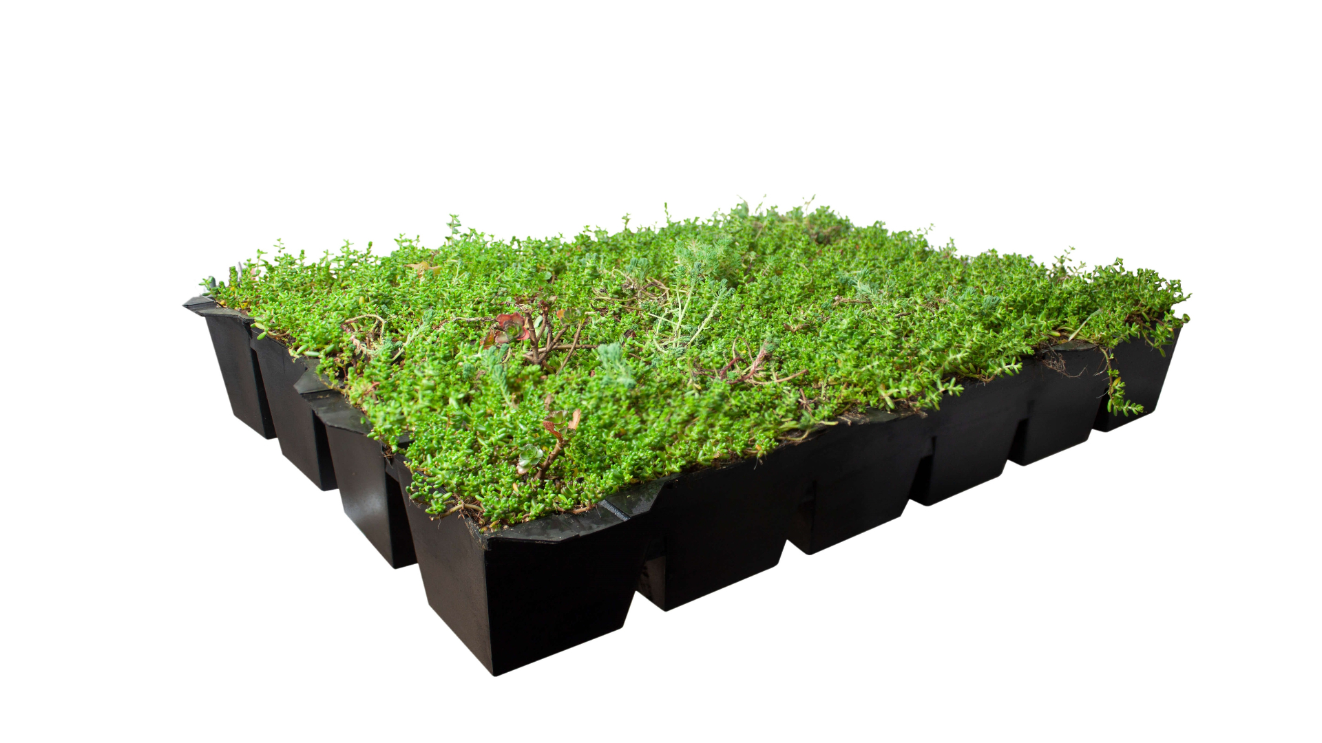 Covergreen&reg; Sedum cassette