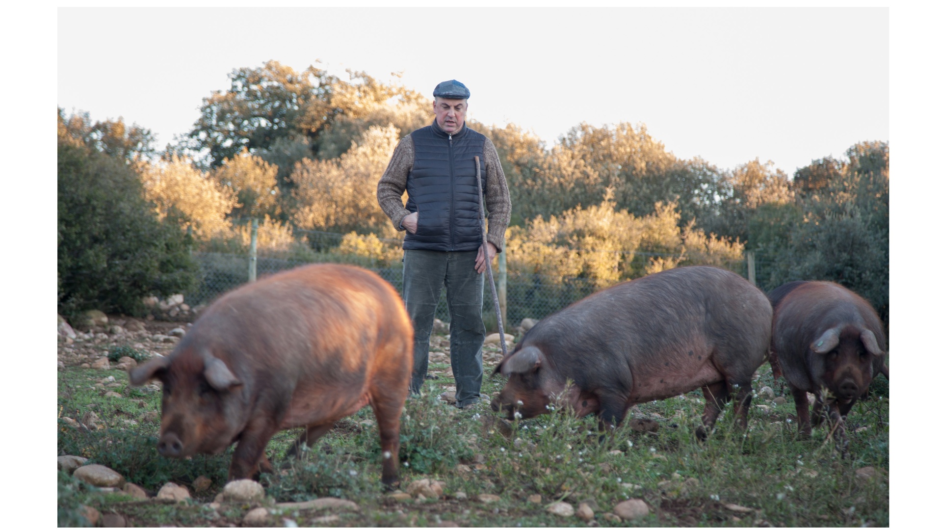 CHORIZO IBERICO ALEJANDRO