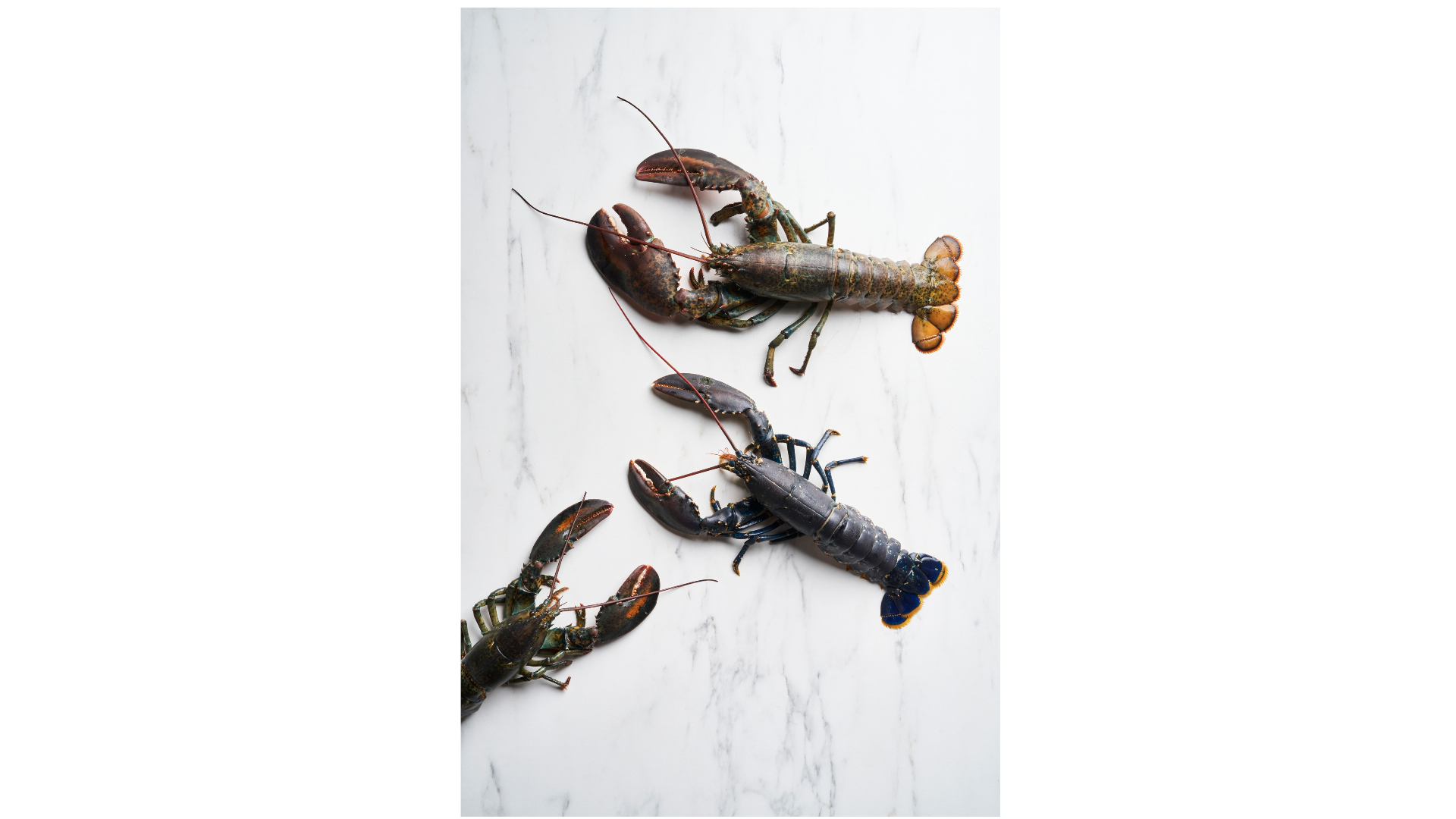 Homards