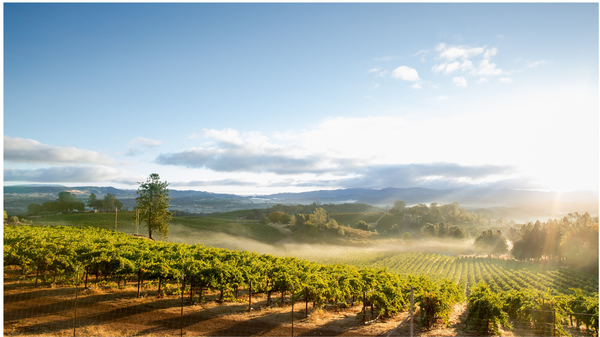 Francis Coppola California