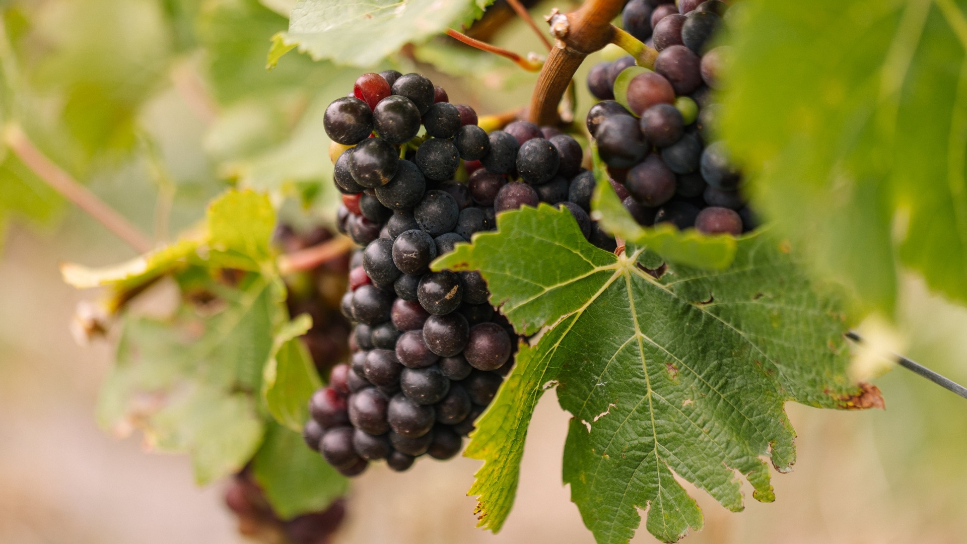 Hemel & Aarde Vallei