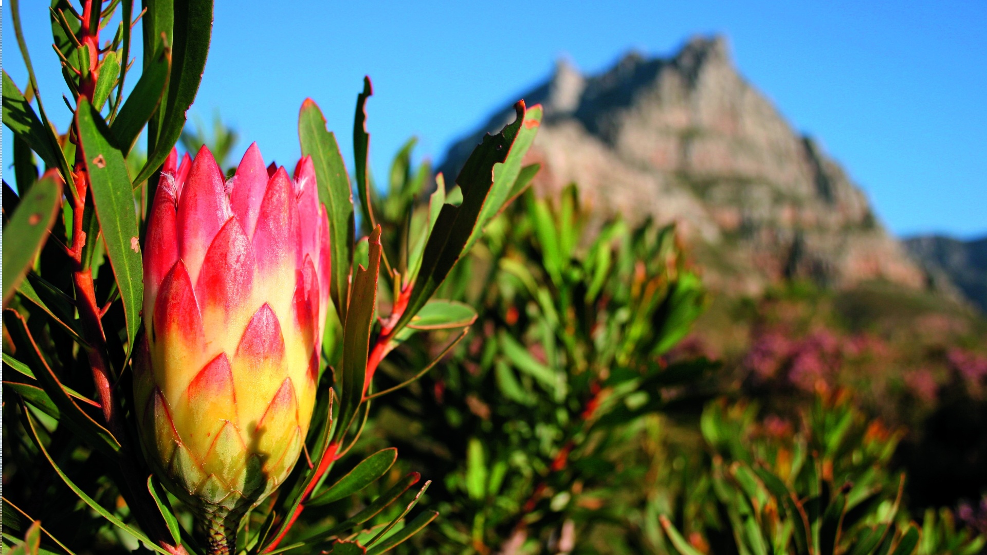 Cape of Good Hope & Protea Anthonij Rupert