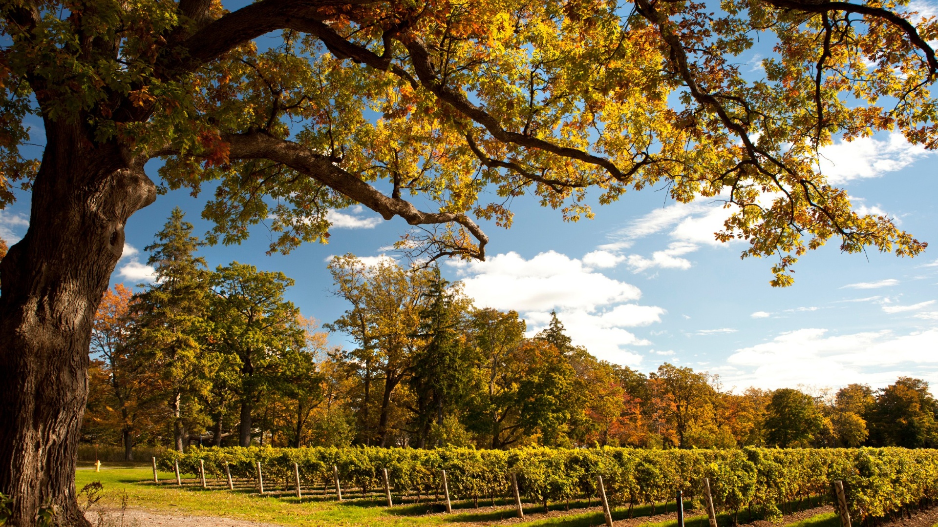 Kunde Estate Sonoma County