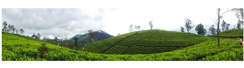 Bogawantalawa Tea Ceylon